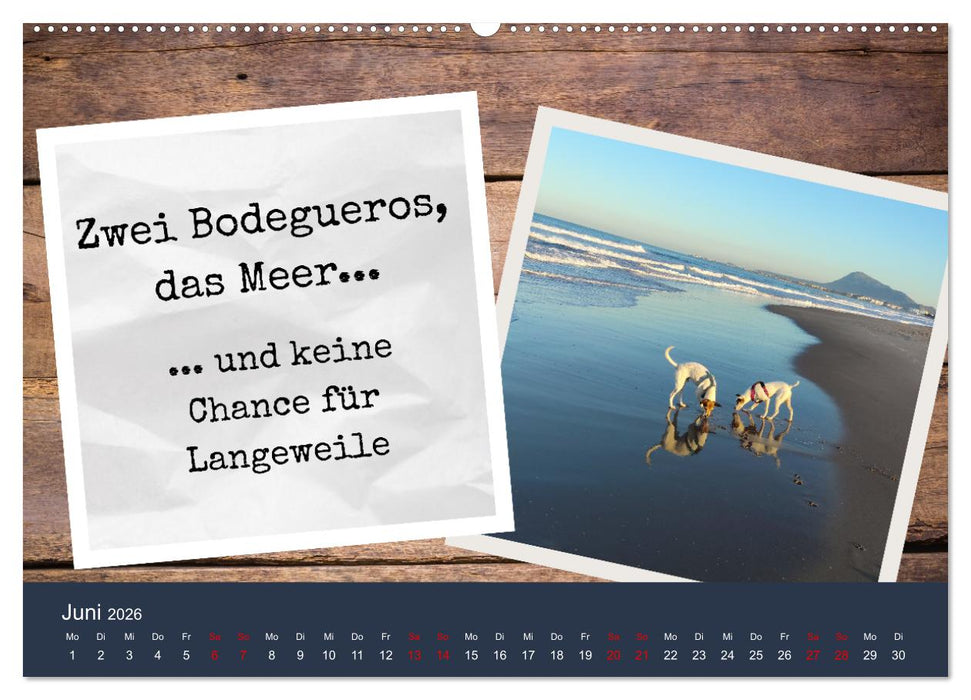 Ratonero Bodeguero Andaluz (CALVENDO Wandkalender 2026)