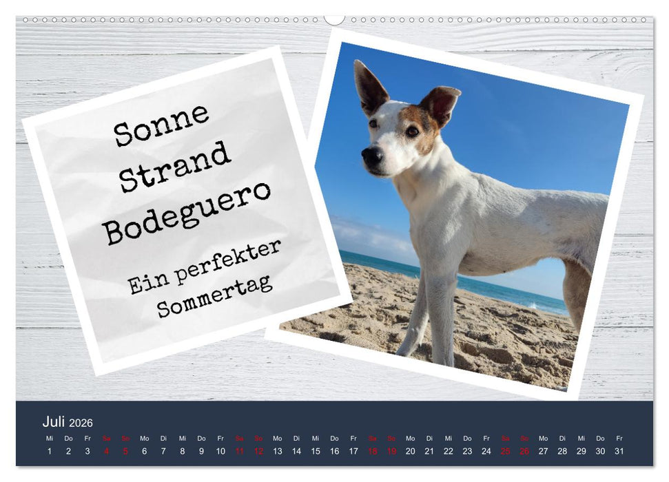 Ratonero Bodeguero Andaluz (CALVENDO Premium Wandkalender 2026)