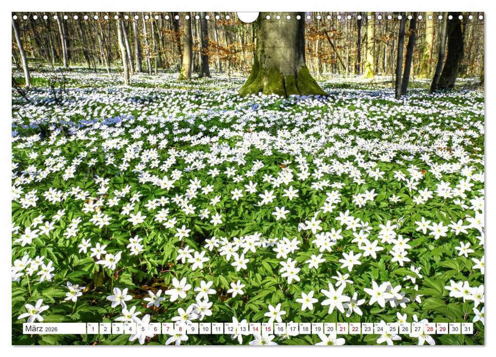 Die RHÖN: Faszinierende Berge und lebendige Bäche (CALVENDO Wandkalender 2026)