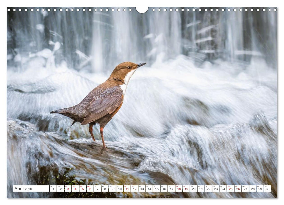 Die RHÖN: Faszinierende Berge und lebendige Bäche (CALVENDO Wandkalender 2026)