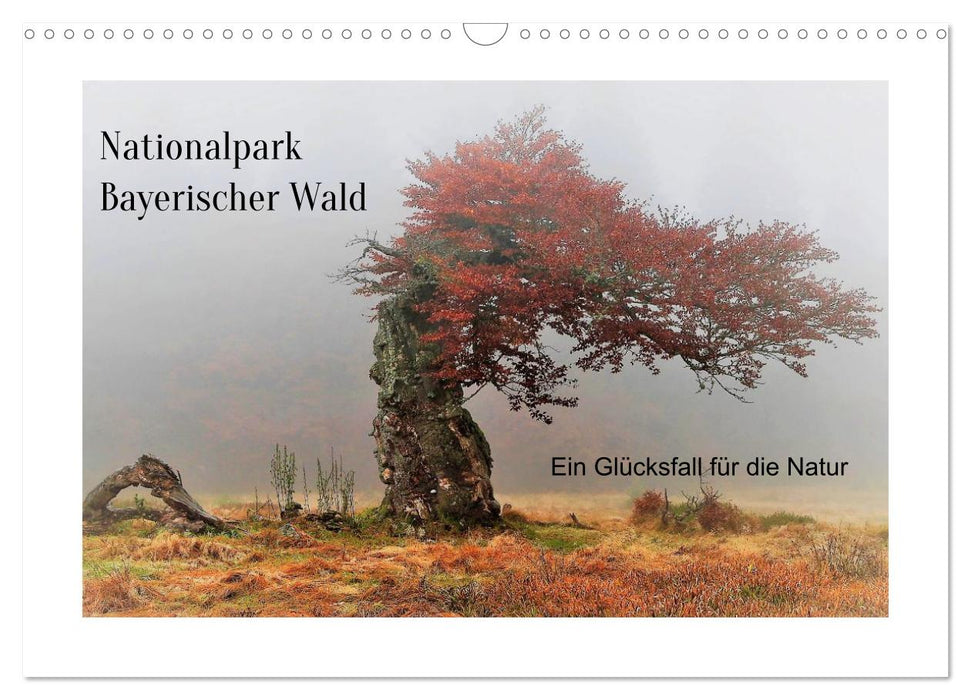 Ein Glücksfall für die Natur- Nationalpark Bayerischer Wald (CALVENDO Wandkalender 2026)