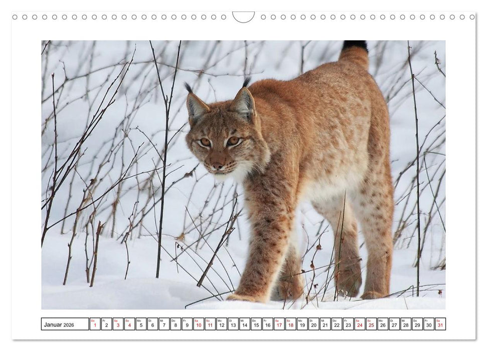 Ein Glücksfall für die Natur- Nationalpark Bayerischer Wald (CALVENDO Wandkalender 2026)