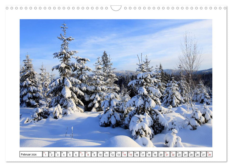 Ein Glücksfall für die Natur- Nationalpark Bayerischer Wald (CALVENDO Wandkalender 2026)