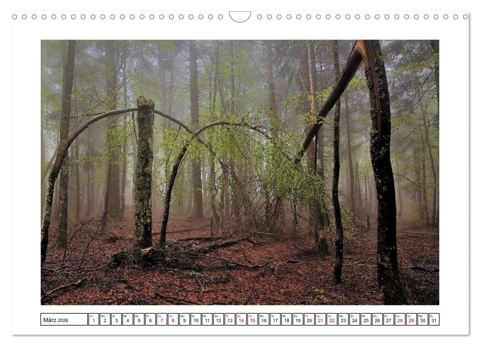 Ein Glücksfall für die Natur- Nationalpark Bayerischer Wald (CALVENDO Wandkalender 2026)