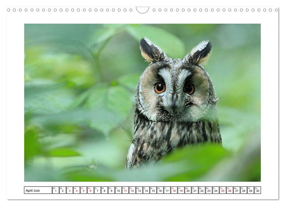 Ein Glücksfall für die Natur- Nationalpark Bayerischer Wald (CALVENDO Wandkalender 2026)