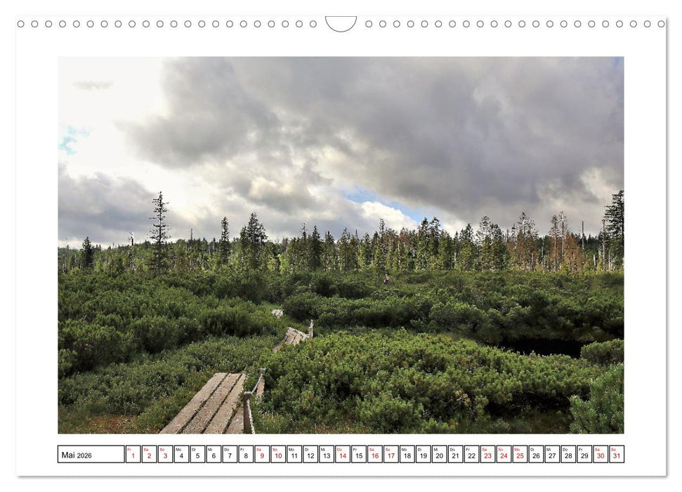 Ein Glücksfall für die Natur- Nationalpark Bayerischer Wald (CALVENDO Wandkalender 2026)