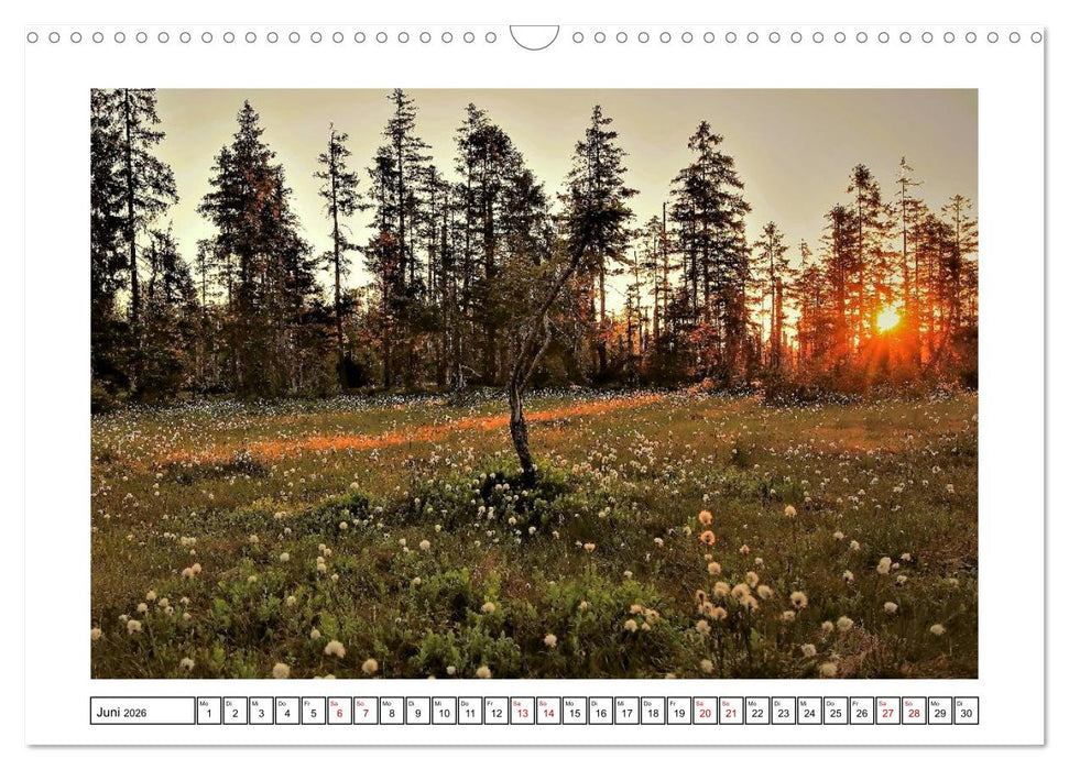 Ein Glücksfall für die Natur- Nationalpark Bayerischer Wald (CALVENDO Wandkalender 2026)