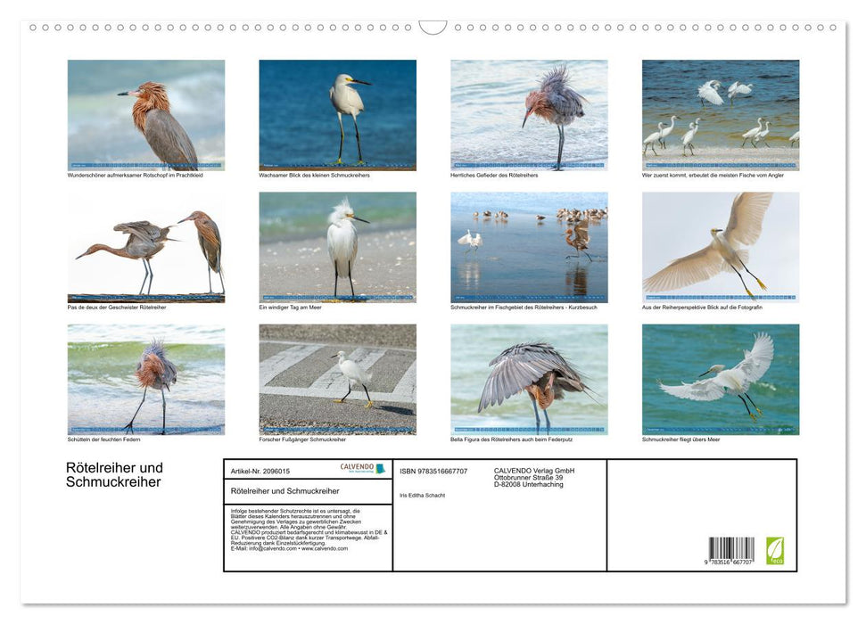 Rötelreiher und Schmuckreiher (CALVENDO Wandkalender 2026)