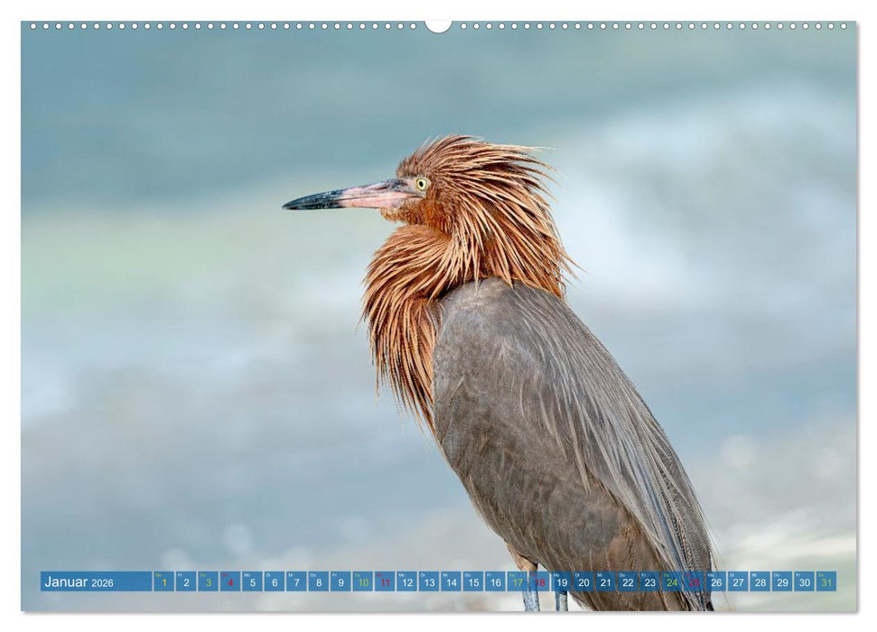 Rötelreiher und Schmuckreiher (CALVENDO Wandkalender 2026)