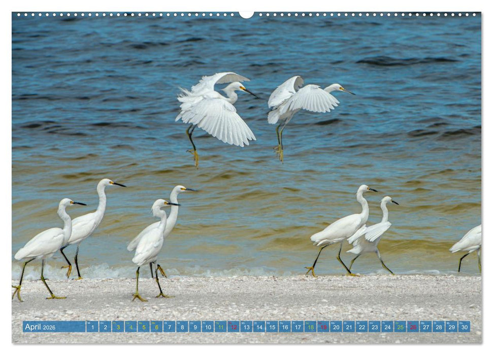 Rötelreiher und Schmuckreiher (CALVENDO Wandkalender 2026)