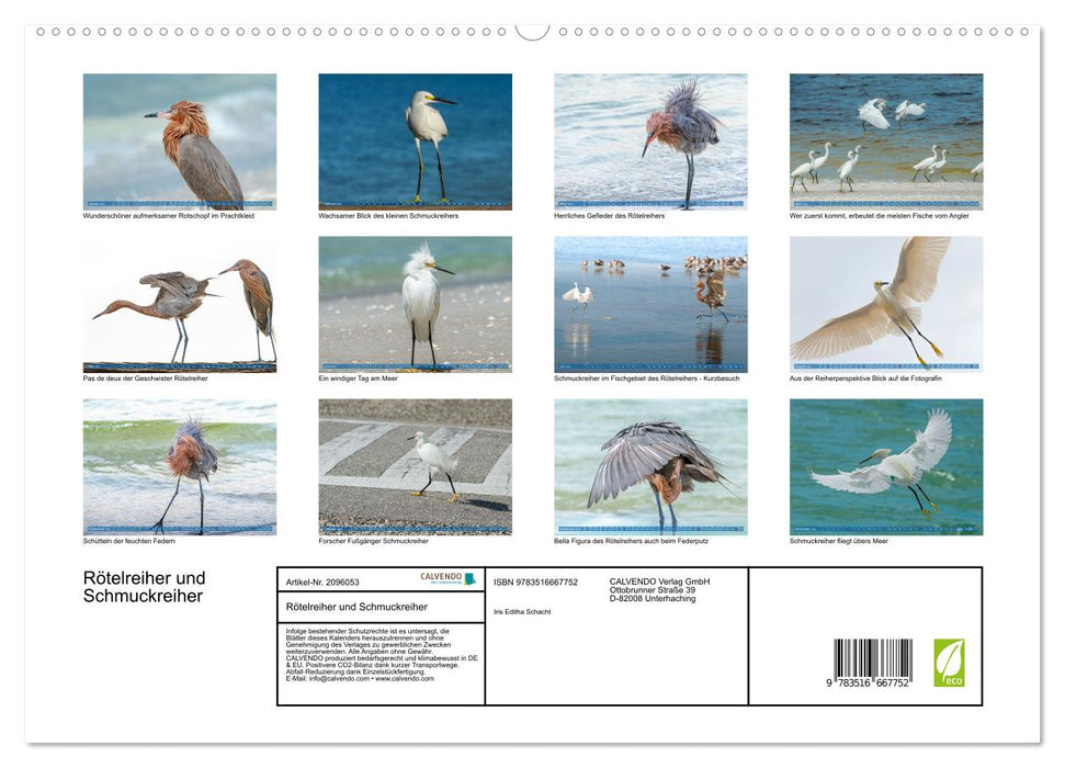 Rötelreiher und Schmuckreiher (CALVENDO Premium Wandkalender 2026)