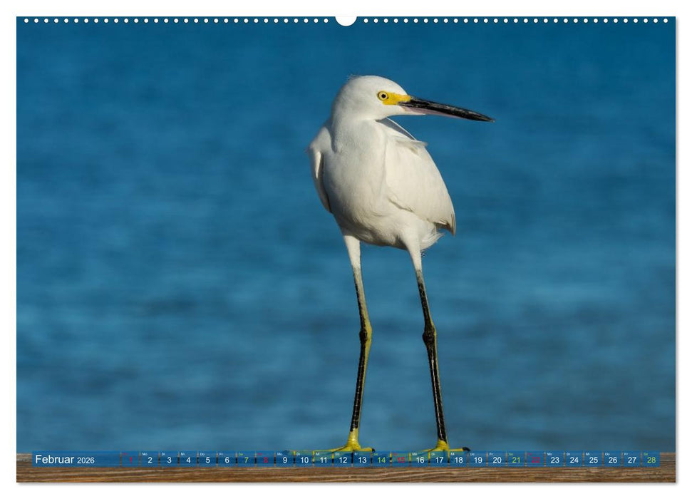 Rötelreiher und Schmuckreiher (CALVENDO Premium Wandkalender 2026)