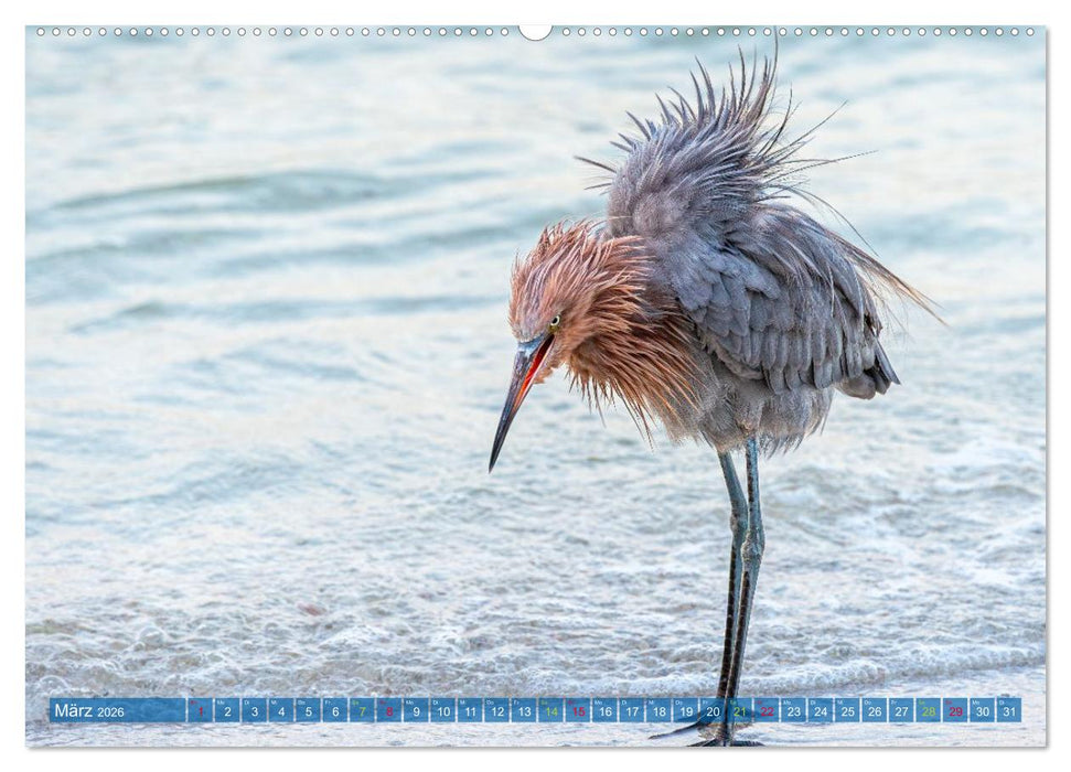 Rötelreiher und Schmuckreiher (CALVENDO Premium Wandkalender 2026)