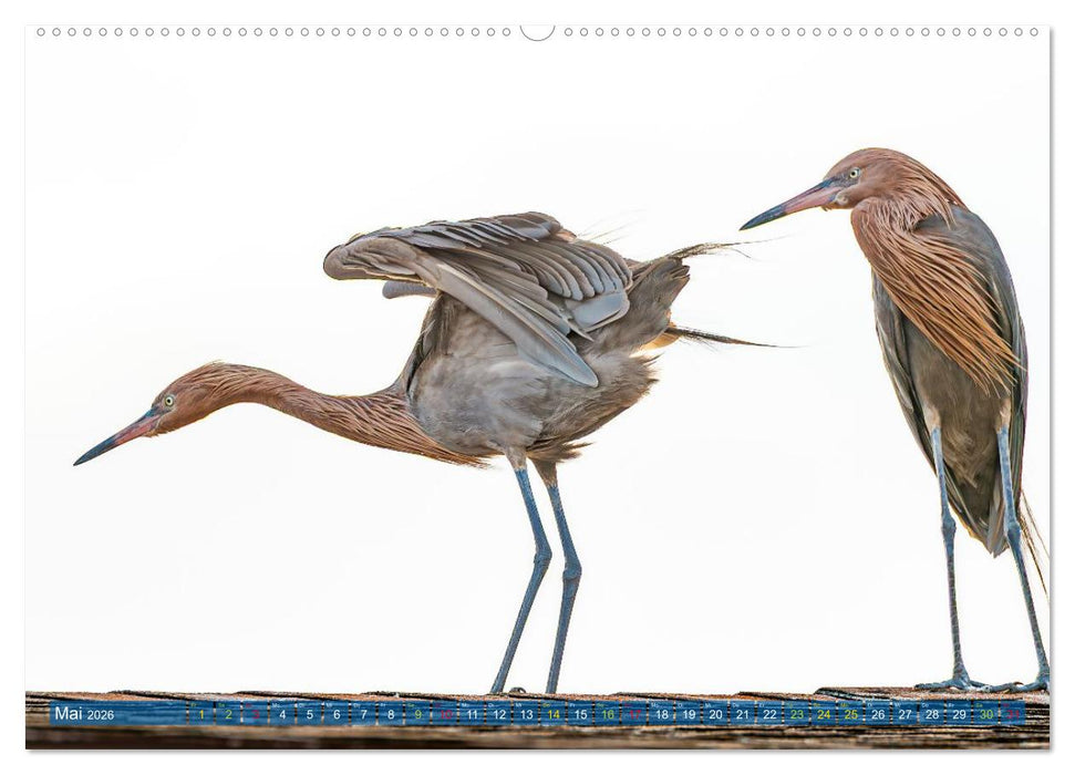 Rötelreiher und Schmuckreiher (CALVENDO Premium Wandkalender 2026)
