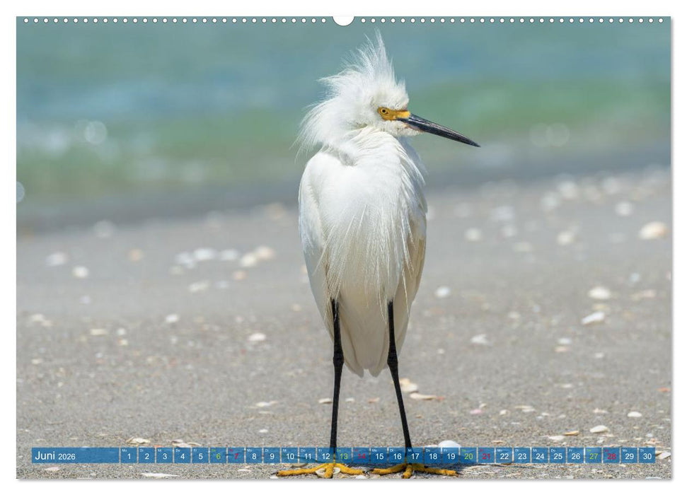 Rötelreiher und Schmuckreiher (CALVENDO Premium Wandkalender 2026)