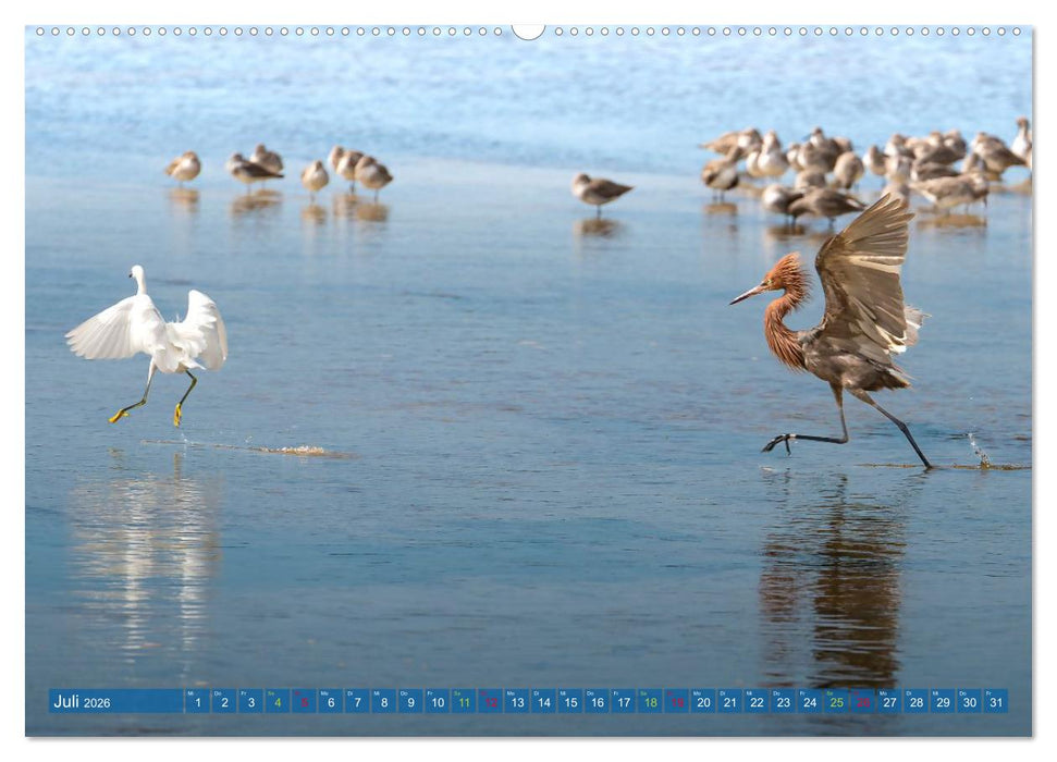 Rötelreiher und Schmuckreiher (CALVENDO Premium Wandkalender 2026)