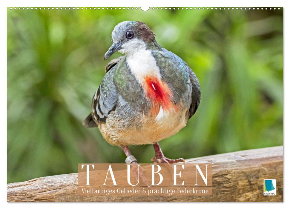 Tauben: vielfarbiges Gefieder und prächtige Federkrone (CALVENDO Wandkalender 2026)