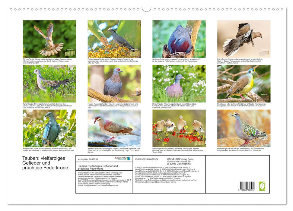 Tauben: vielfarbiges Gefieder und prächtige Federkrone (CALVENDO Wandkalender 2026)