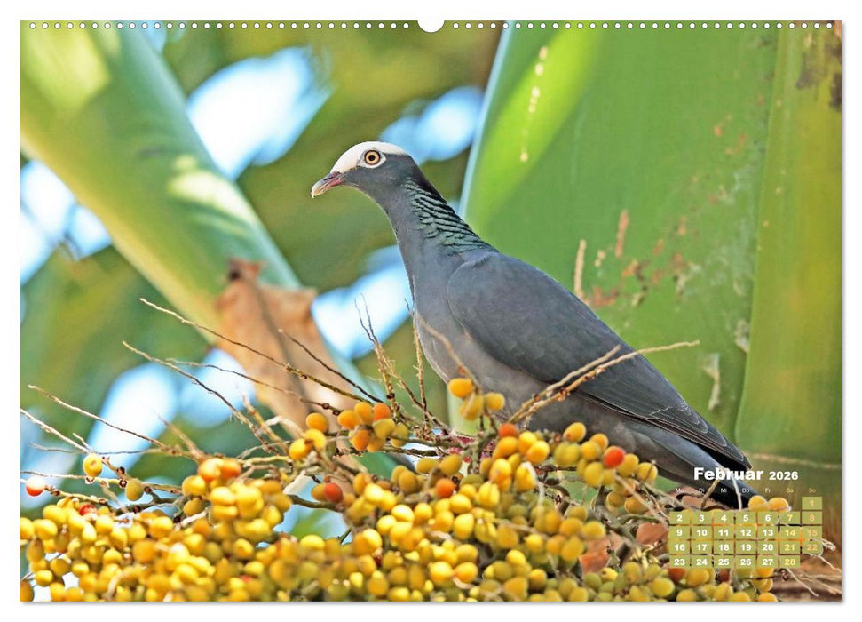Tauben: vielfarbiges Gefieder und prächtige Federkrone (CALVENDO Wandkalender 2026)