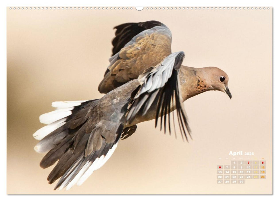 Tauben: vielfarbiges Gefieder und prächtige Federkrone (CALVENDO Wandkalender 2026)