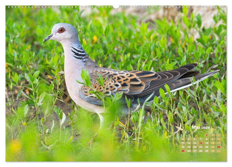 Tauben: vielfarbiges Gefieder und prächtige Federkrone (CALVENDO Wandkalender 2026)