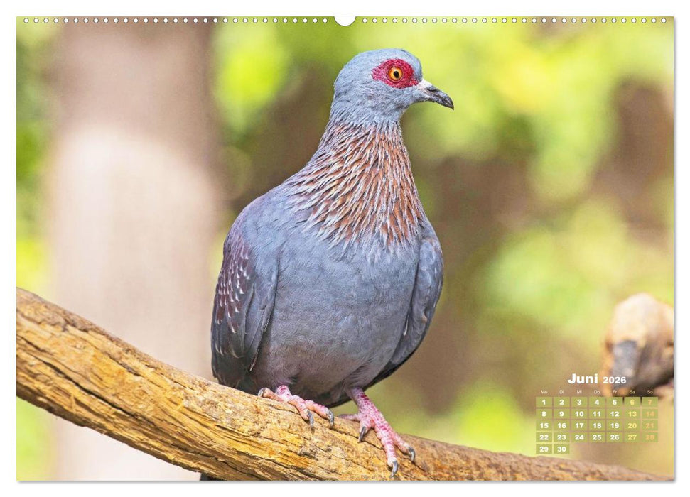 Tauben: vielfarbiges Gefieder und prächtige Federkrone (CALVENDO Wandkalender 2026)