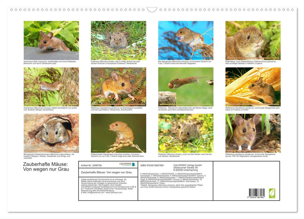 Zauberhafte Mäuse: Von wegen nur Grau (CALVENDO Wandkalender 2026)