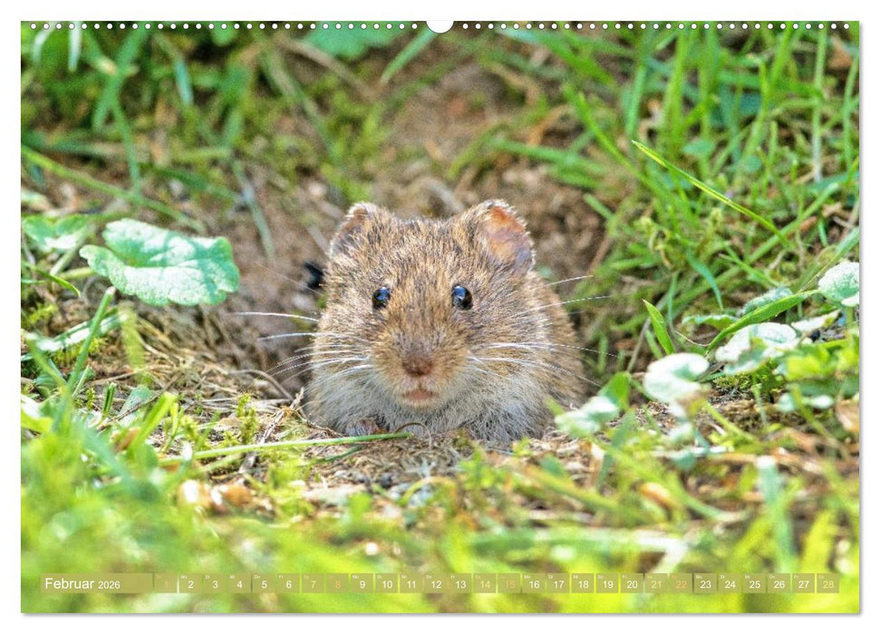Zauberhafte Mäuse: Von wegen nur Grau (CALVENDO Wandkalender 2026)