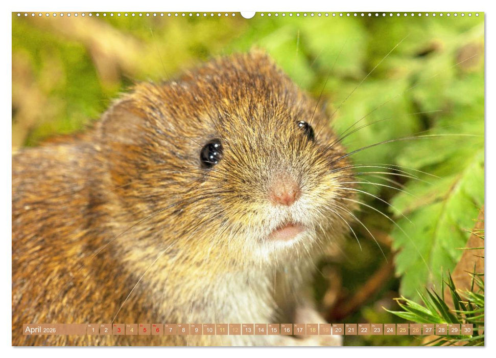 Zauberhafte Mäuse: Von wegen nur Grau (CALVENDO Wandkalender 2026)