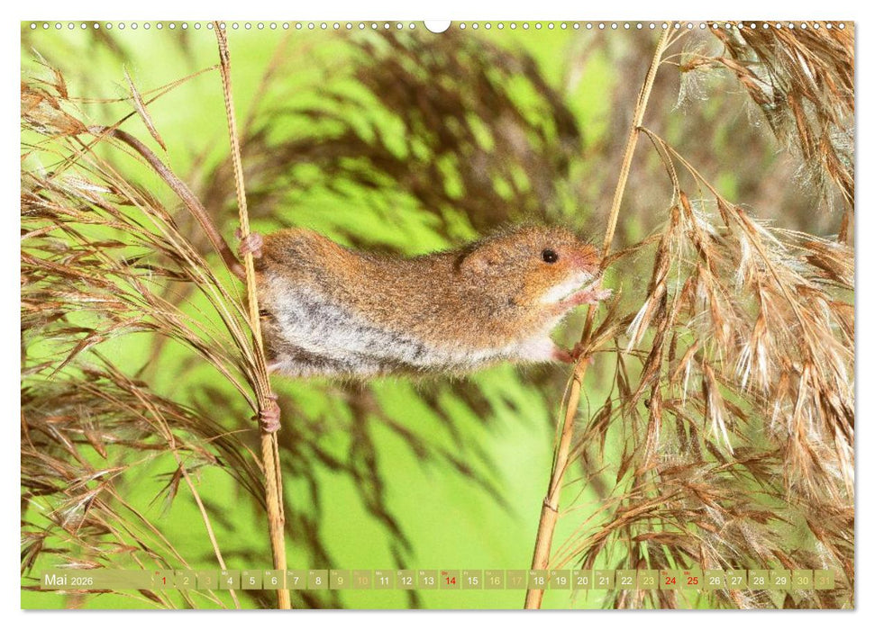 Zauberhafte Mäuse: Von wegen nur Grau (CALVENDO Wandkalender 2026)