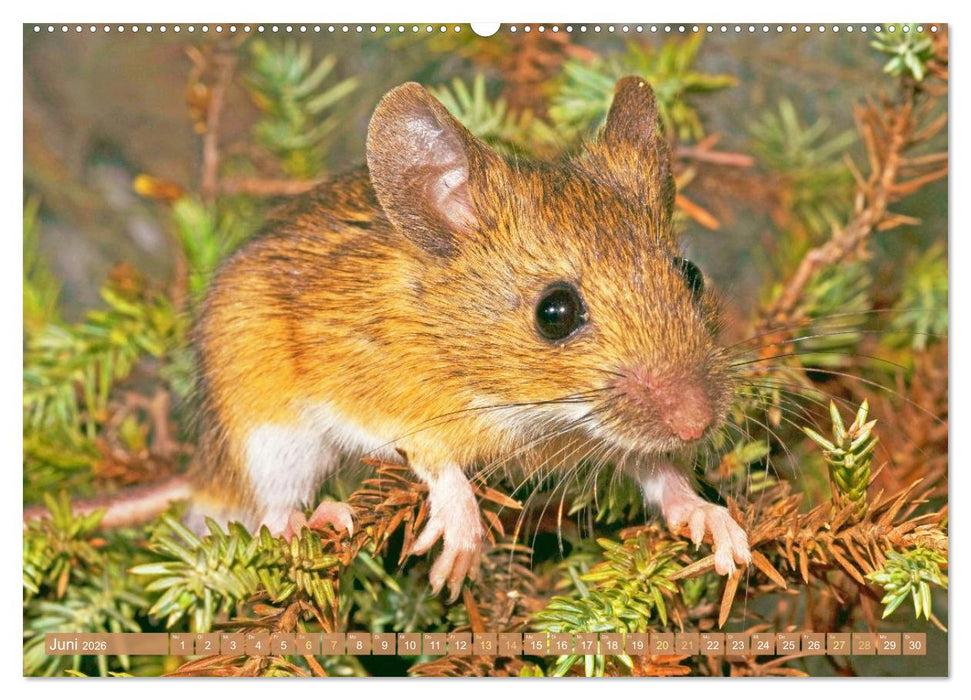 Zauberhafte Mäuse: Von wegen nur Grau (CALVENDO Wandkalender 2026)
