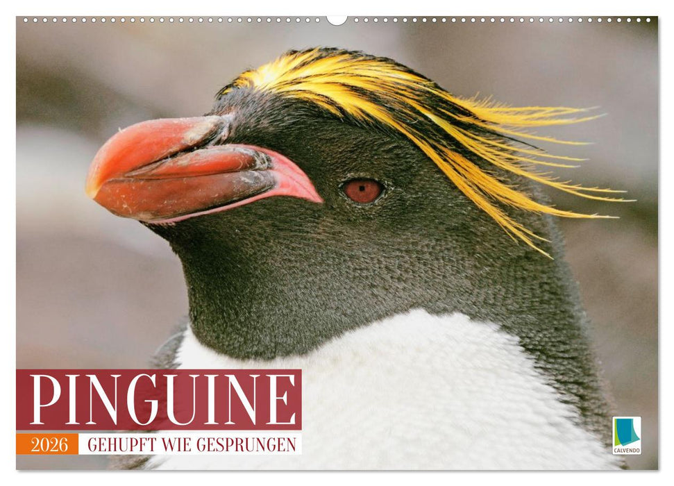 Pinguine: Gehupft wie gesprungen (CALVENDO Wandkalender 2026)