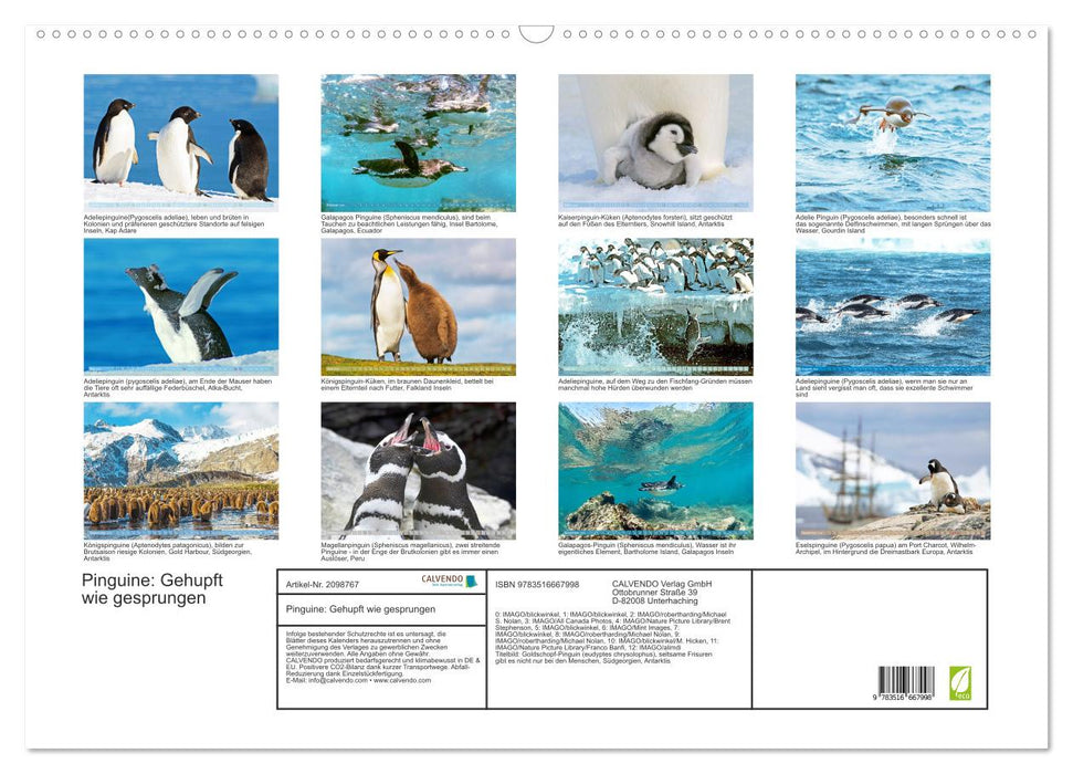 Pinguine: Gehupft wie gesprungen (CALVENDO Wandkalender 2026)