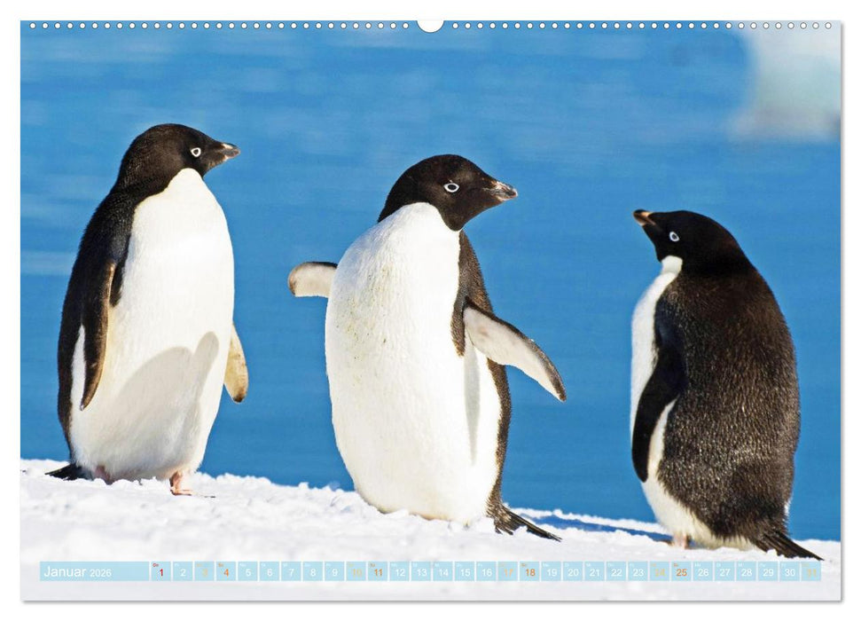 Pinguine: Gehupft wie gesprungen (CALVENDO Wandkalender 2026)