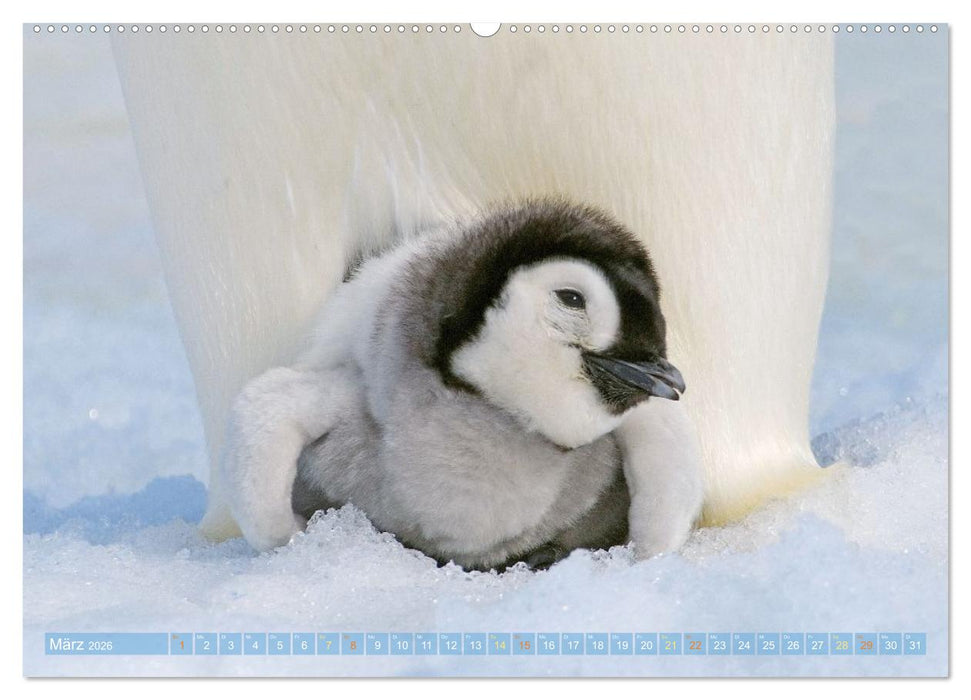 Pinguine: Gehupft wie gesprungen (CALVENDO Wandkalender 2026)