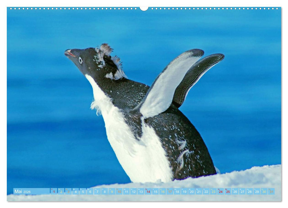 Pinguine: Gehupft wie gesprungen (CALVENDO Wandkalender 2026)