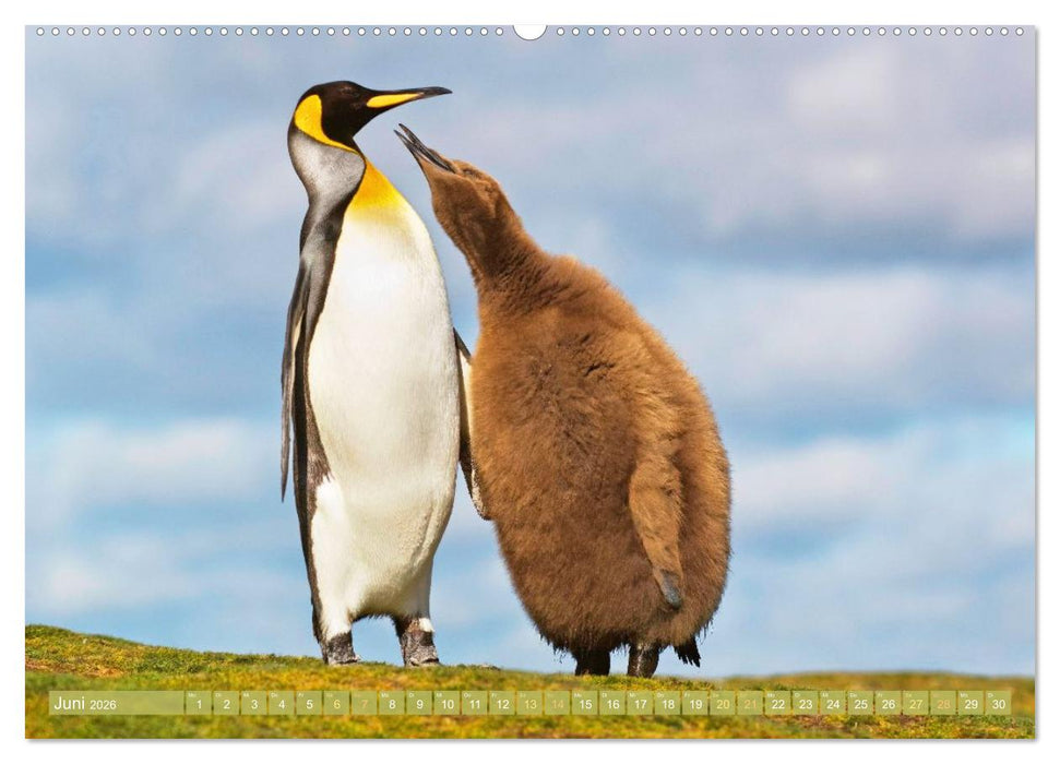 Pinguine: Gehupft wie gesprungen (CALVENDO Wandkalender 2026)