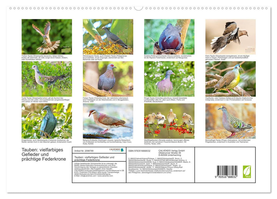 Tauben: vielfarbiges Gefieder und prächtige Federkrone (CALVENDO Premium Wandkalender 2026)