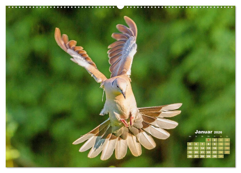 Tauben: vielfarbiges Gefieder und prächtige Federkrone (CALVENDO Premium Wandkalender 2026)