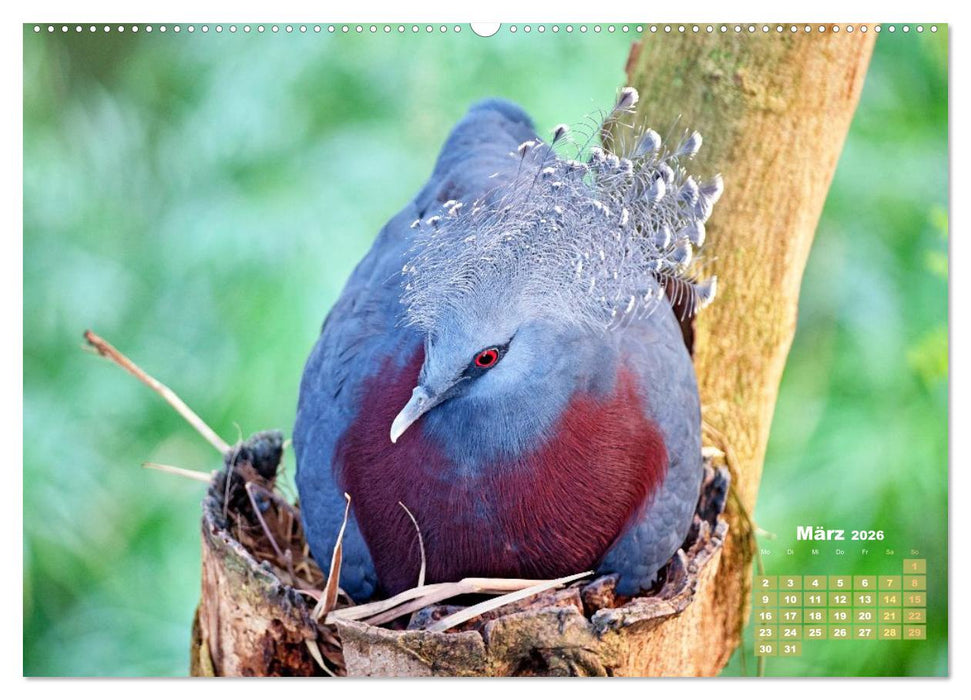 Tauben: vielfarbiges Gefieder und prächtige Federkrone (CALVENDO Premium Wandkalender 2026)