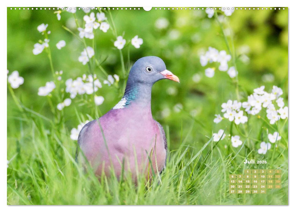 Tauben: vielfarbiges Gefieder und prächtige Federkrone (CALVENDO Premium Wandkalender 2026)