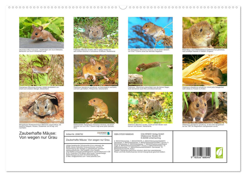 Zauberhafte Mäuse: Von wegen nur Grau (CALVENDO Premium Wandkalender 2026)