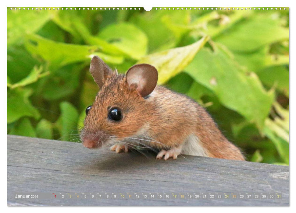 Zauberhafte Mäuse: Von wegen nur Grau (CALVENDO Premium Wandkalender 2026)