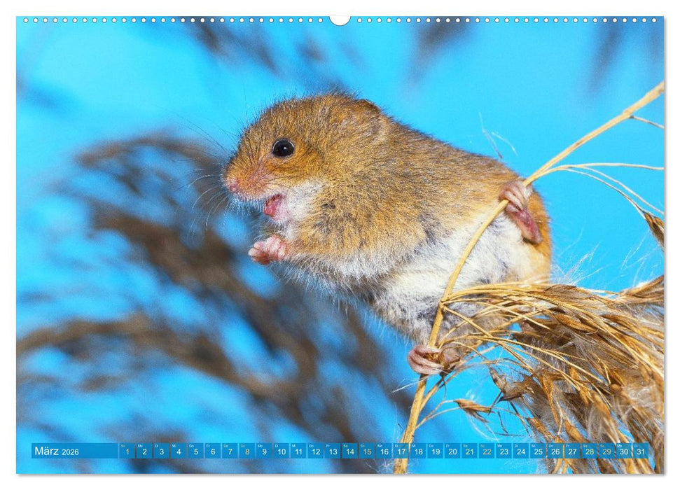 Zauberhafte Mäuse: Von wegen nur Grau (CALVENDO Premium Wandkalender 2026)
