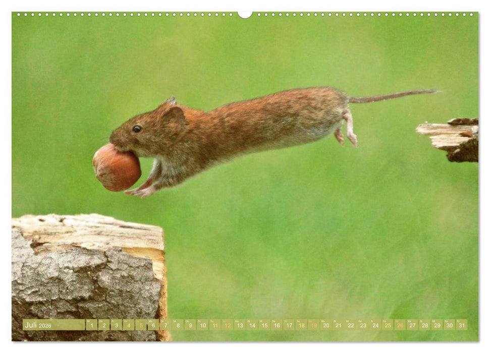 Zauberhafte Mäuse: Von wegen nur Grau (CALVENDO Premium Wandkalender 2026)