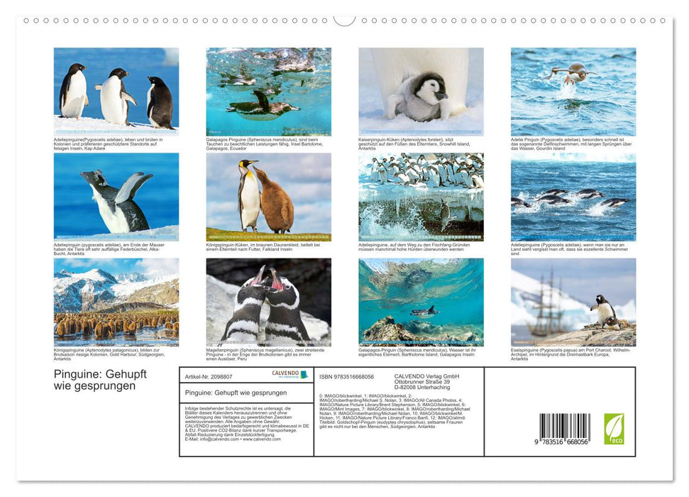 Pinguine: Gehupft wie gesprungen (CALVENDO Premium Wandkalender 2026)