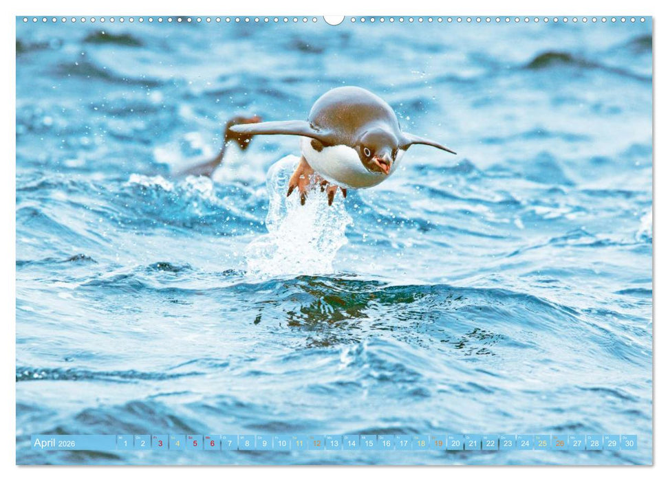 Pinguine: Gehupft wie gesprungen (CALVENDO Premium Wandkalender 2026)
