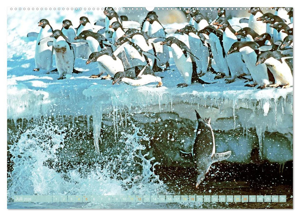 Pinguine: Gehupft wie gesprungen (CALVENDO Premium Wandkalender 2026)