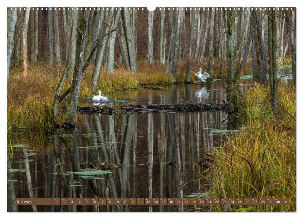 Brandenburger Landschaften (CALVENDO Premium Wandkalender 2026)