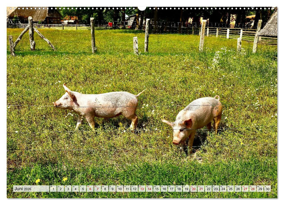 Fischland: zwischen Ostsee und Bodden (CALVENDO Premium Wandkalender 2026)